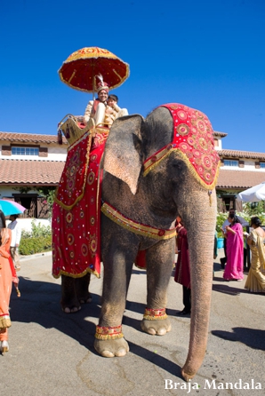 indian-wedding-baraat-elephant-outdoor-celebration