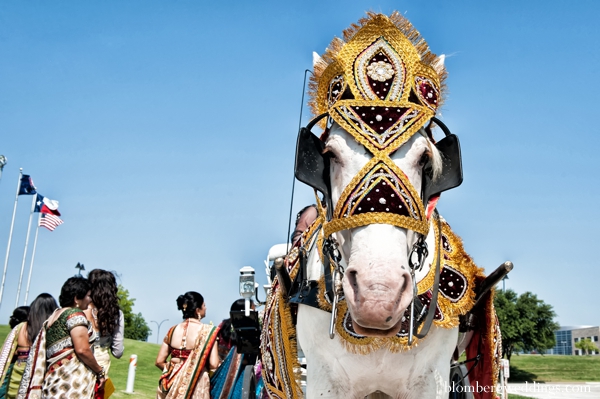 indian wedding baraat white horse traditional