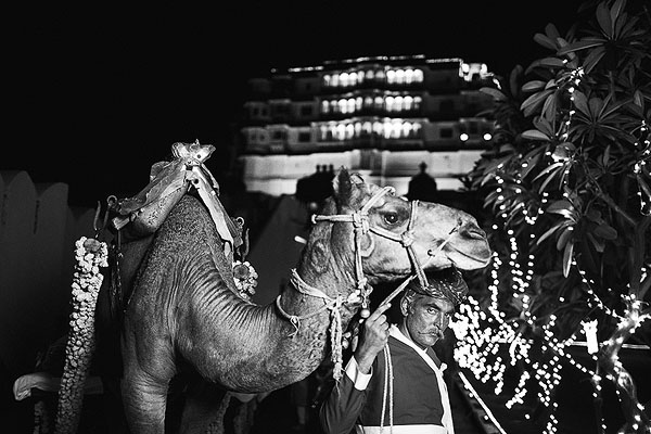 A camel awaits to take away an Indian bride and groom in Udaipur, India.